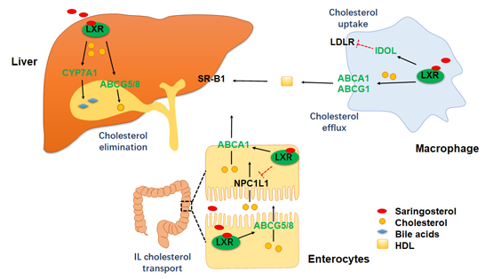 營養與健康研究所應浩研究組合作發現馬尾藻甾醇緩解動脈粥樣硬化及其潛在作用機制