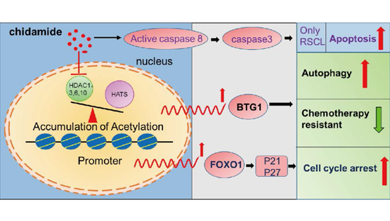 營養與健康所王蘭研究組合作發現西達本胺通過BTG1介導的自噬逆轉復發/難治B細胞淋巴瘤的化療耐藥