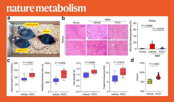 營養與健康研究所孫宇研究組揭示植物成分原花青素家族成員C1（PCC1）是潛在的新型Senolytics藥物并可用于機體延壽和抗衰老治療