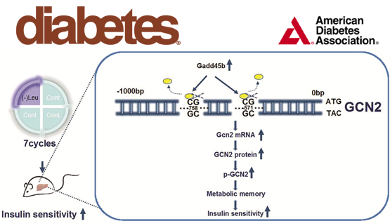 營養與健康所郭非凡研究組發現間歇性亮氨酸缺乏持久改善胰島素抵抗的新作用與機制