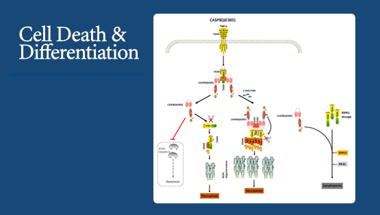 營養與健康所章海兵研究組揭示細胞程序性壞死及免疫穩態調控新機制