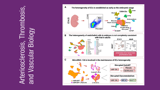 營養與健康所荊清研究組揭示血管內皮細胞時空異質性和MicroRNA-126維持內皮細胞異質性穩態的作用機制