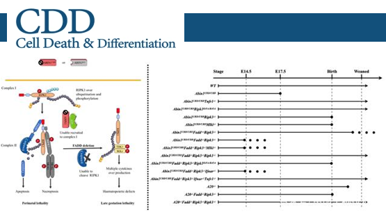 營養與健康所章海兵研究組揭示泛素結合蛋白ABIN1調控不同細胞死亡通路和炎癥反應網絡新機制