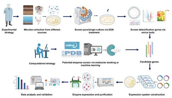 營養與健康研究所武愛波與胡黔楠研究組合作發表真菌毒素脫氧雪腐鐮刀菌烯醇生物源性安全控制綜述論文