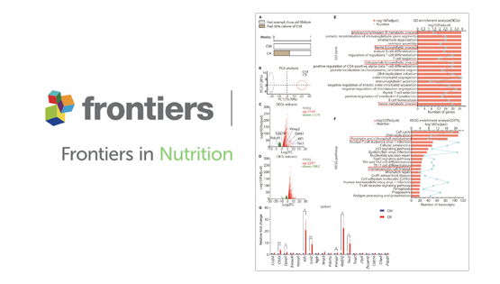 營養與健康所陳雁研究組發現間歇性熱量限制促進紅細胞生成并改善貧血