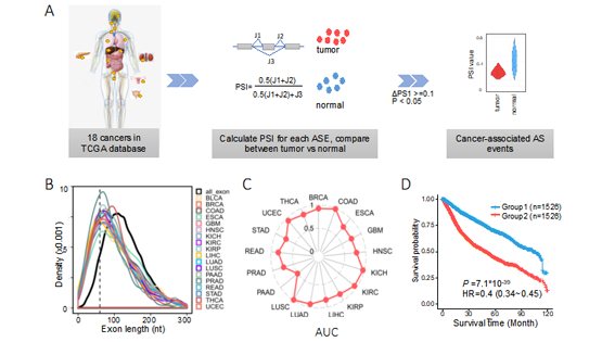 營養與健康所王澤峰團隊在癌癥中發現一種全新的長度依賴性的異常剪接調控模式