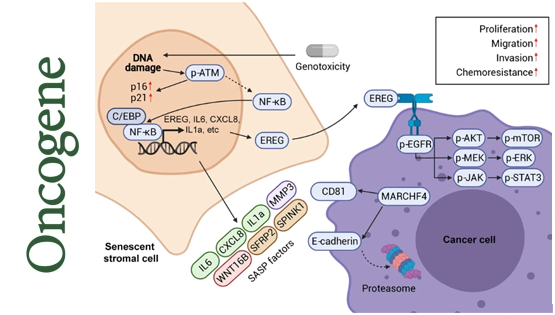營養與健康所孫宇研究組報道一種全新的微環境因子對腫瘤惡性演化的作用機制