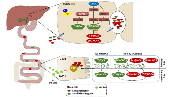 營養與健康所應浩研究組合作報道甲狀腺激素通過膽汁酸促進GLP-1分泌從而調控血糖穩態的新機制