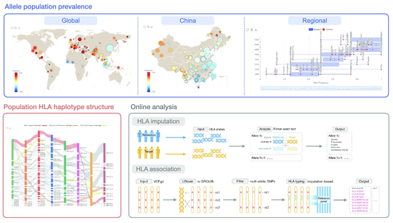 科研團隊發布人類主要組織相容性復合體基因數據庫和分析平臺PGG.MHC
