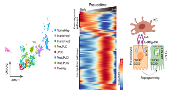 營養與健康所李虹研究組合作挖掘單細胞圖譜發現巨噬細胞調控肝細胞去分化的機制