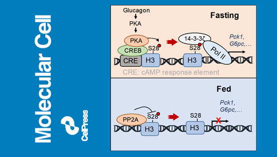 營養與健康所丁秋蓉研究組發現組蛋白磷酸化響應激素信號調控肝臟糖異生的分子機制