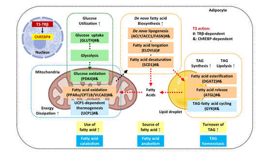 營養與健康所應浩研究組揭示甲狀腺激素通過脂肪細胞β受體調控胞內糖脂代謝和全身代謝穩態的機制