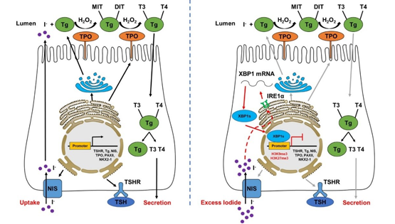 營養與健康所應浩研究組發現碘過量抑制甲狀腺激素合成的新機制