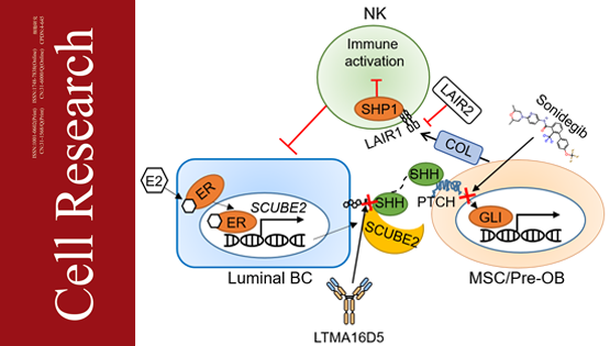 營養與健康所胡國宏研究組發現管腔型乳腺癌骨轉移傾向性的機制