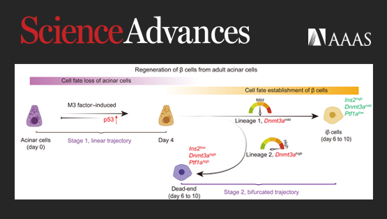 營養與健康所邵振研究組合作揭示了體內誘導腺泡細胞轉分化再生β細胞的關鍵因子