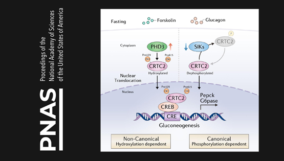 營養與健康所李于研究組合作發現脯氨酸羥基化修飾調控2型糖尿病的新機制