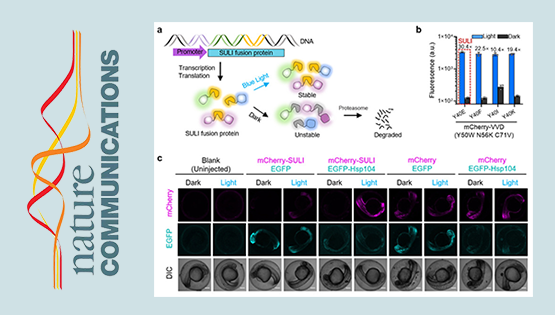 科研團隊開發出活細胞蛋白質光遺傳學控制技術