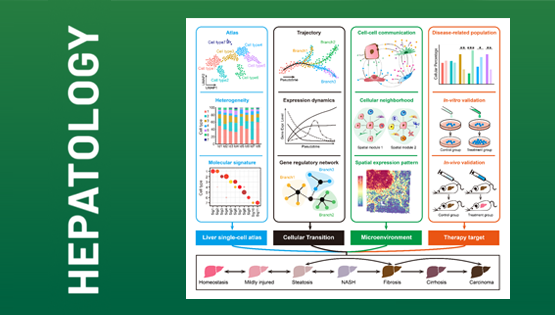 營養與健康所李虹研究組發表綜述：單細胞及空間組學技術在肝臟領域的應用