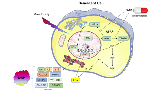 營養與健康所孫宇研究組發現植物化學小分子Rutin的潛在抗衰老干預治療方案