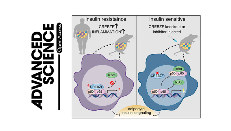 營養(yǎng)與健康所李于研究組合作發(fā)現(xiàn)靶向脂肪組織巨噬細胞的抗糖尿病藥物潛在靶標