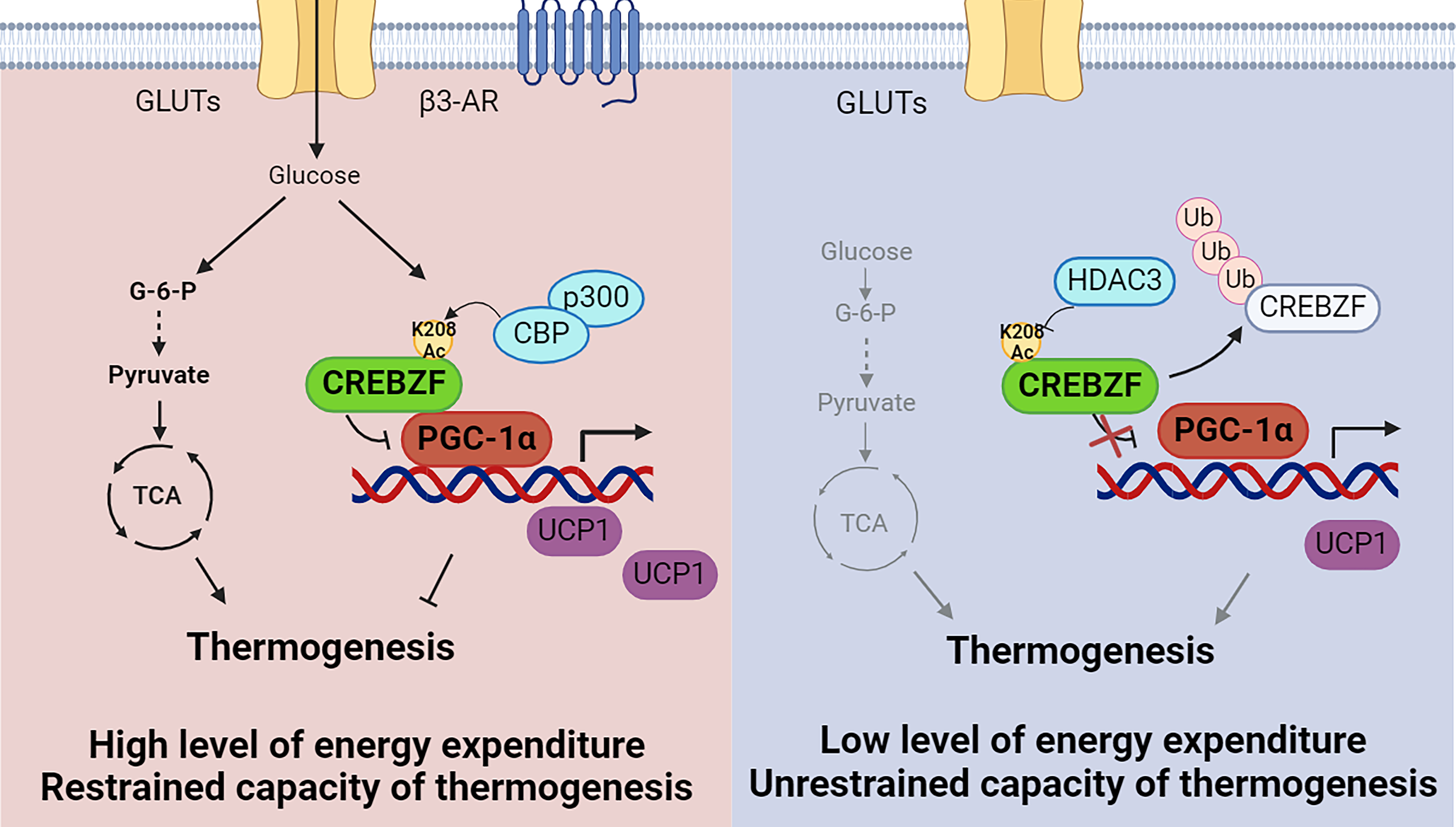 營養(yǎng)與健康所李于研究組合作發(fā)現(xiàn)脂肪細(xì)胞葡萄糖感應(yīng)調(diào)節(jié)能量代謝的新機(jī)制