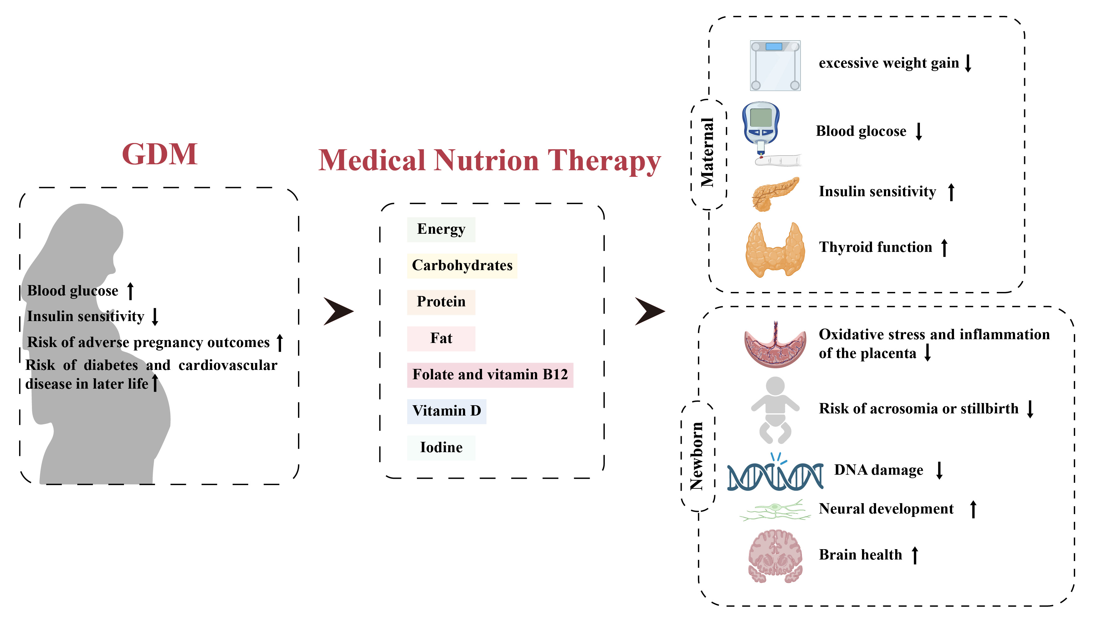 營養(yǎng)與健康所營養(yǎng)功能食品部發(fā)表妊娠期糖尿病的醫(yī)學(xué)營養(yǎng)治療綜述論文