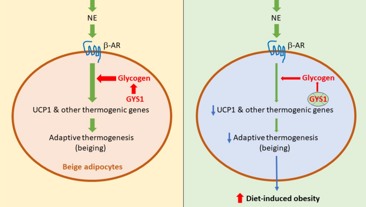 營養(yǎng)與健康所陳雁研究組發(fā)現(xiàn)糖原在米色脂肪組織適應(yīng)性產(chǎn)熱中的作用及其對肥胖的影響