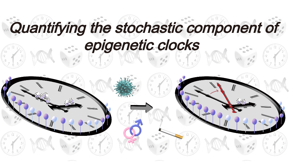 營養(yǎng)與健康所Andrew E. Teschendorff研究組通過量化表觀遺傳時鐘的隨機(jī)成分闡明表觀遺傳時鐘的本質(zhì)