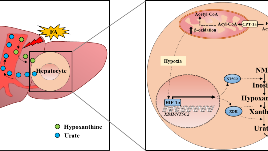 營養(yǎng)與健康所尹慧勇團(tuán)隊合作發(fā)現(xiàn)脂代謝紊亂誘發(fā)高尿酸血癥新機(jī)制