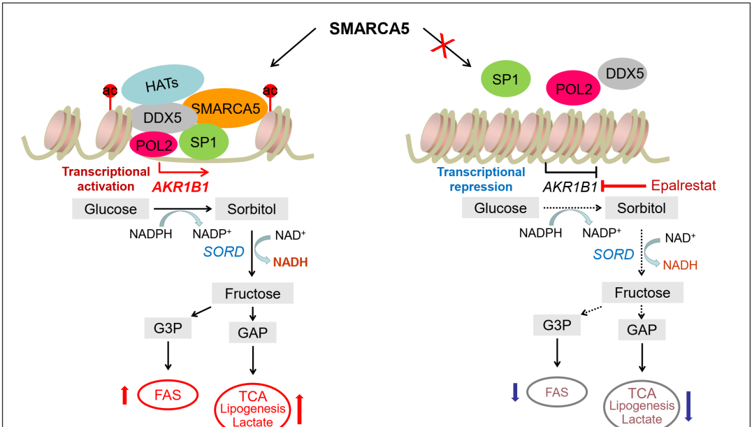 營養(yǎng)與健康所王蘭研究組發(fā)現(xiàn)SMARCA5蛋白促進(jìn)急性髓系白血?。ˋML）的發(fā)生發(fā)展機(jī)制