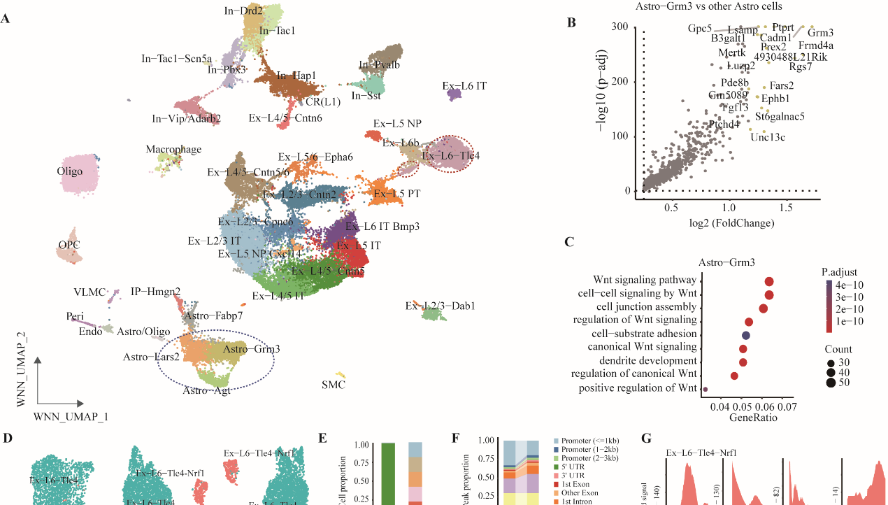 營養(yǎng)與健康所靳文菲研究組發(fā)布單細(xì)胞多模態(tài)數(shù)據(jù)庫并發(fā)現(xiàn)新細(xì)胞亞群