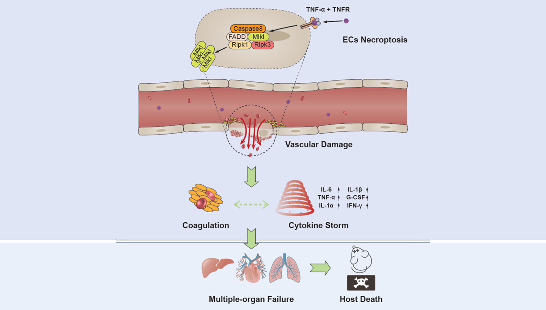營養(yǎng)與健康所章海兵研究組揭示內(nèi)皮細(xì)胞程序性壞死介導(dǎo)全身系統(tǒng)性炎癥致死的關(guān)鍵機(jī)制