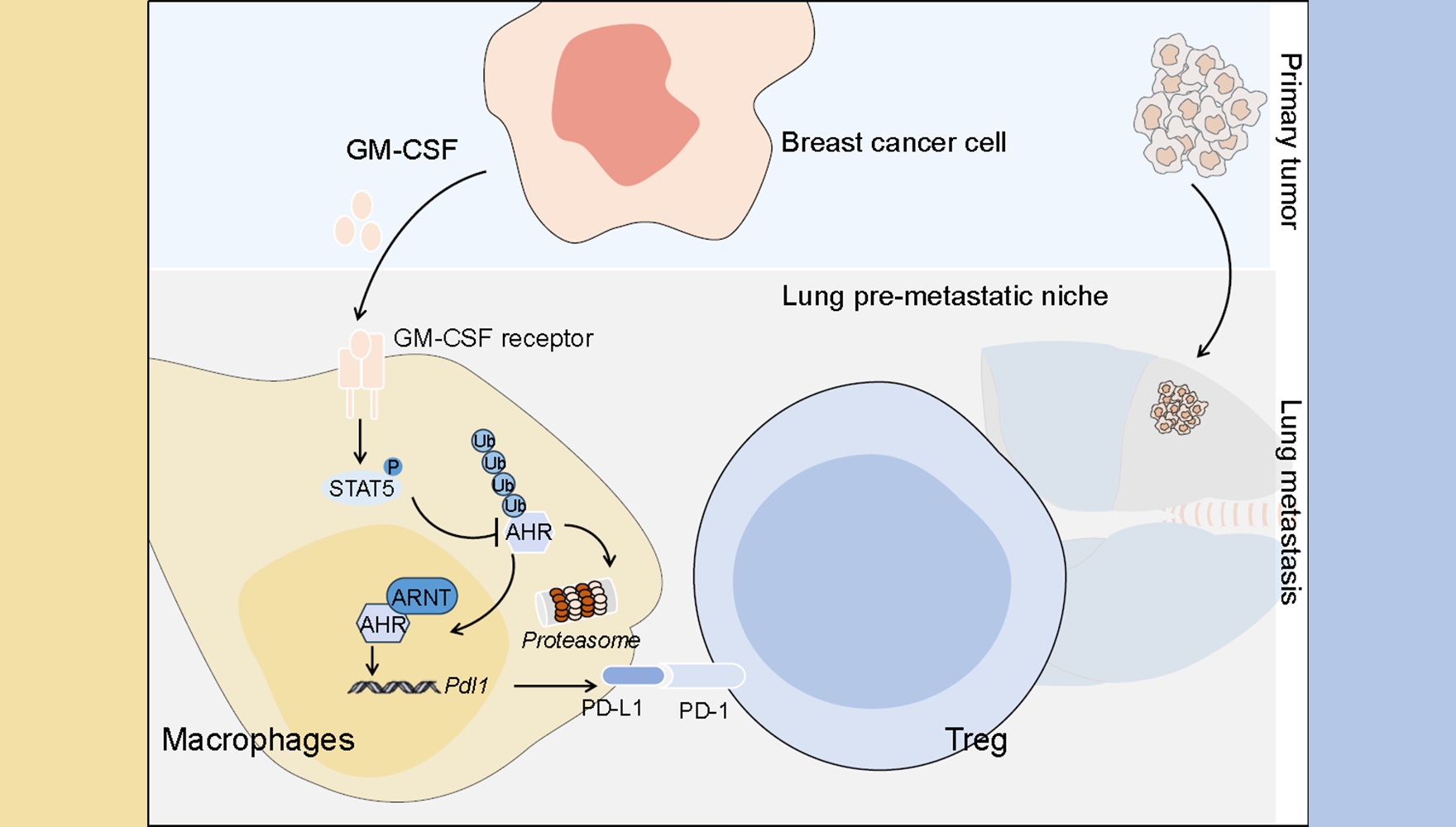 營養與健康所組織干細胞與免疫研究組揭示乳腺癌轉移前微環境調控的新機制