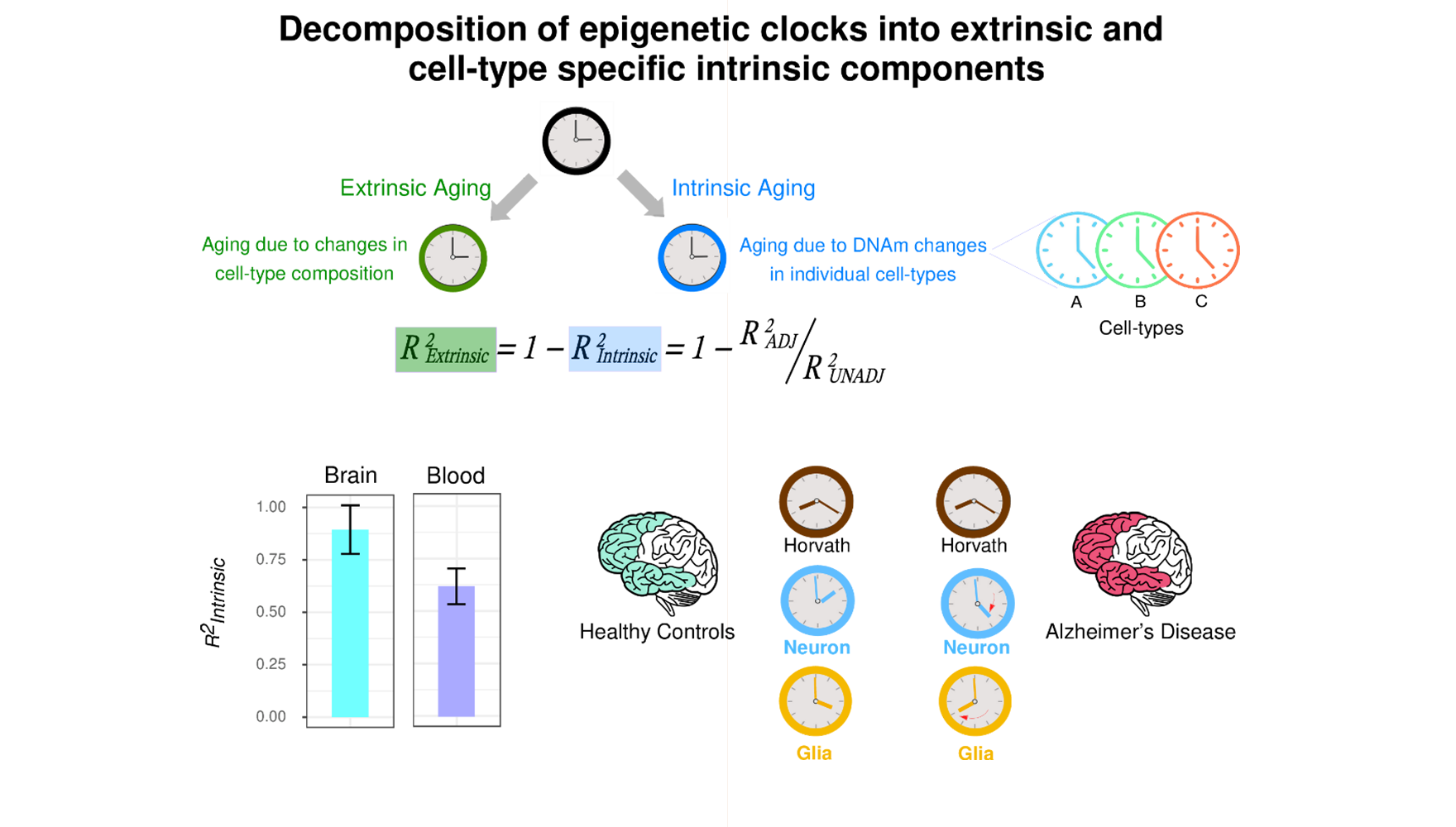 營養與健康所Andrew E. Teschendorff研究組利用表觀遺傳時鐘量化單一細胞類型的生物衰老