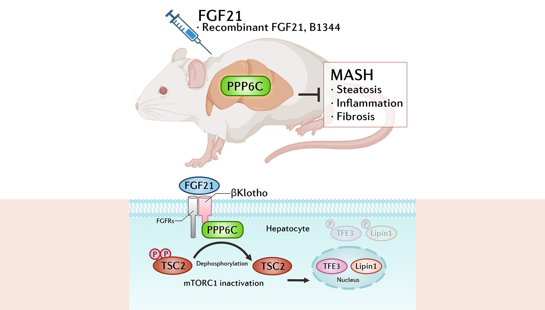 營養與健康所李于研究組發現FGF21激活PPP6C治療肝纖維化與代謝功能障礙相關脂肪性肝炎
