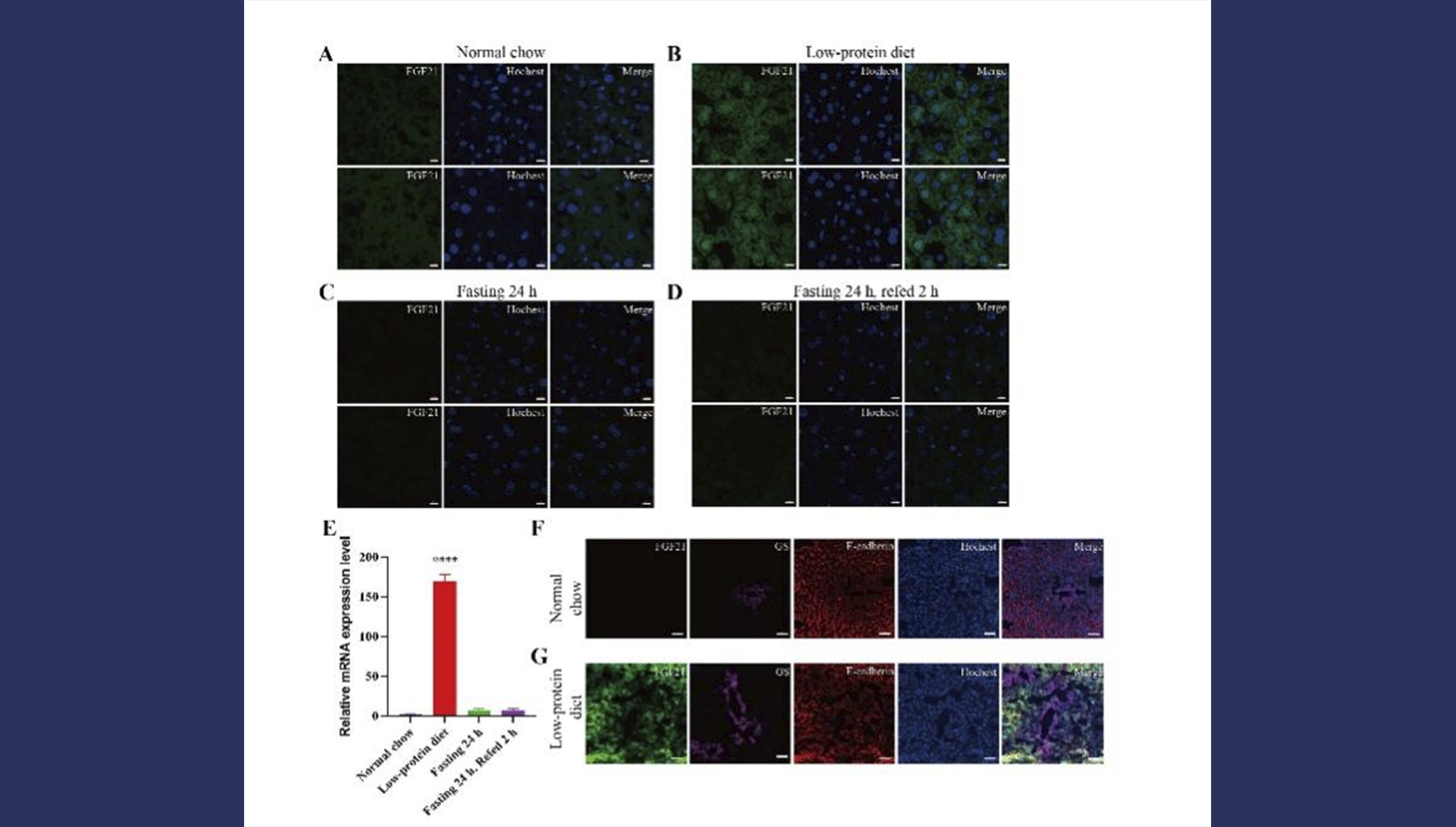 營養與健康所陳雁研究組利用報告基因小鼠模型揭示FGF21響應飲食方式的表達特征