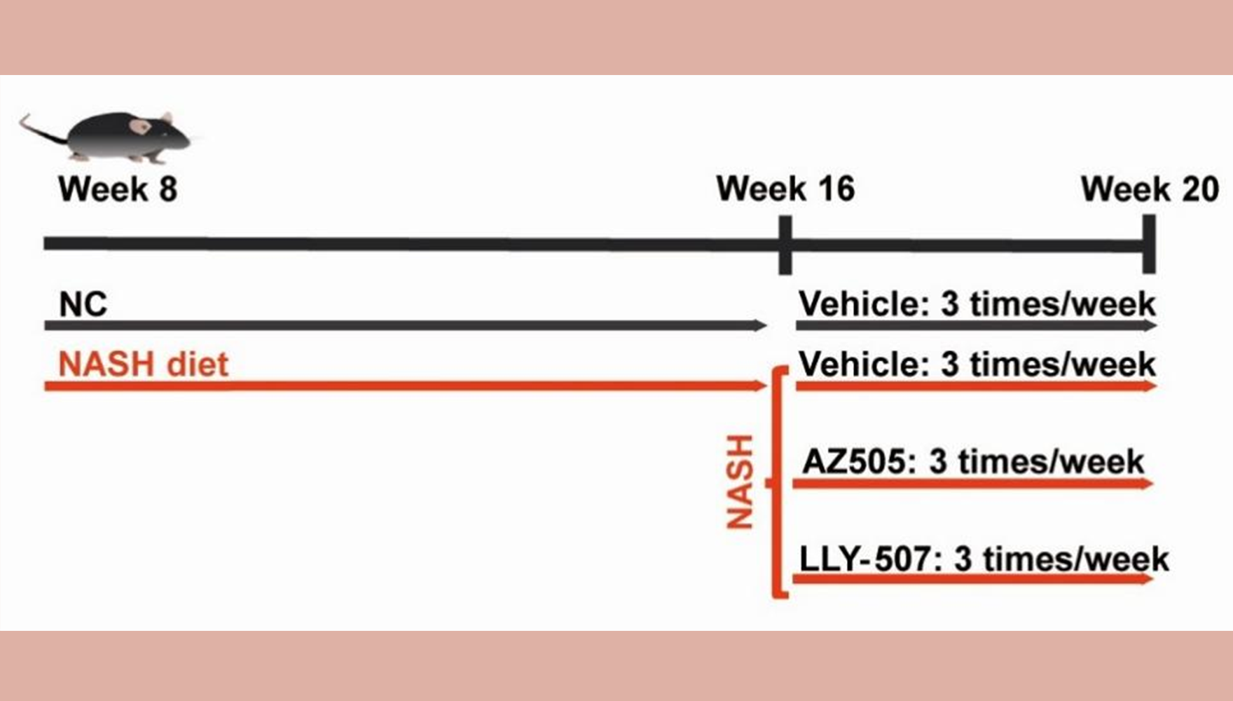 營養與健康所陳雁研究組發現蛋白甲基轉移酶SMYD2抑制劑對非酒精性脂肪性肝炎（NASH）的療效不佳