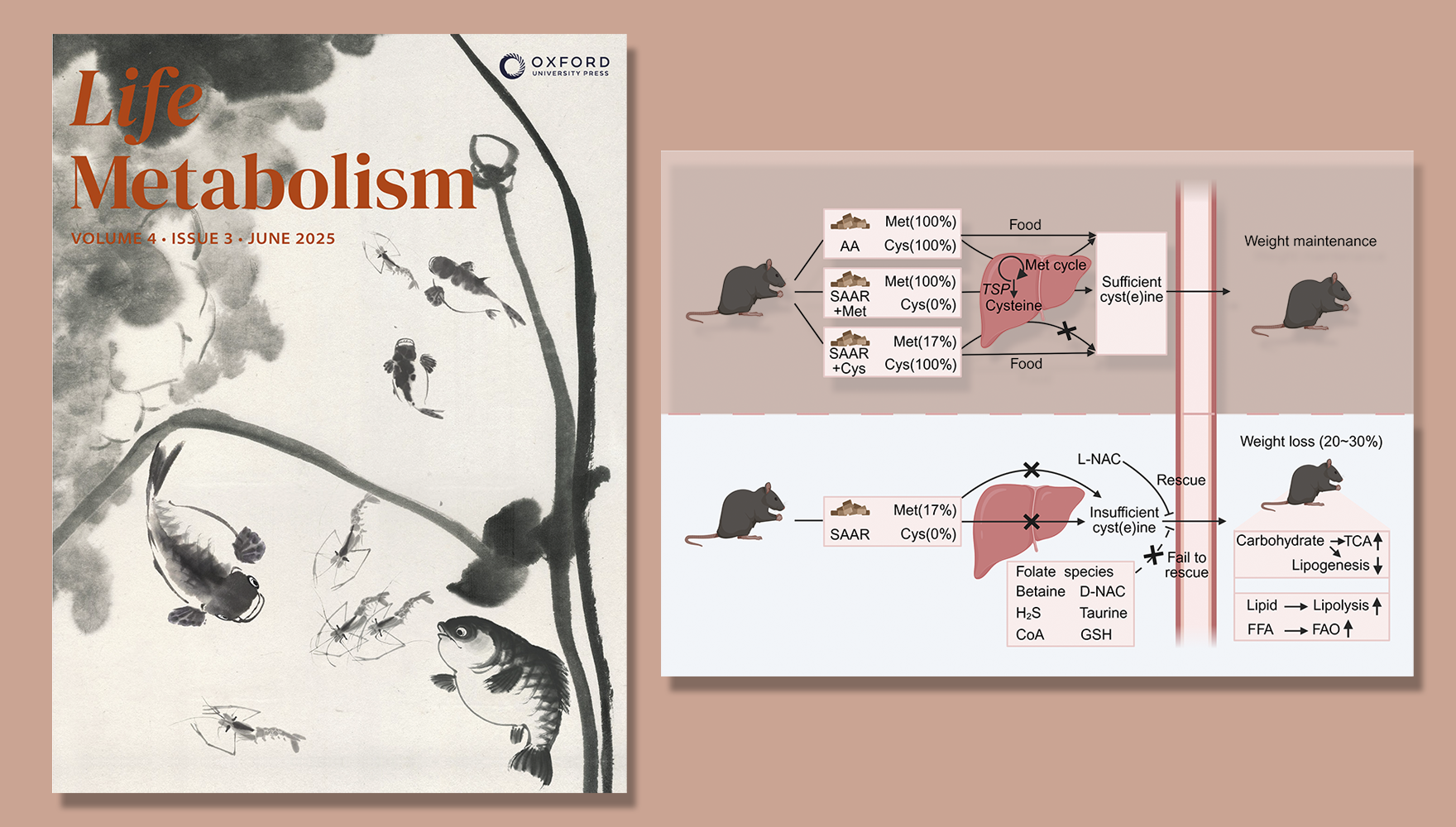 楊立峰研究組合作揭示含硫氨基酸限制飲食可促進減脂減重改善健康