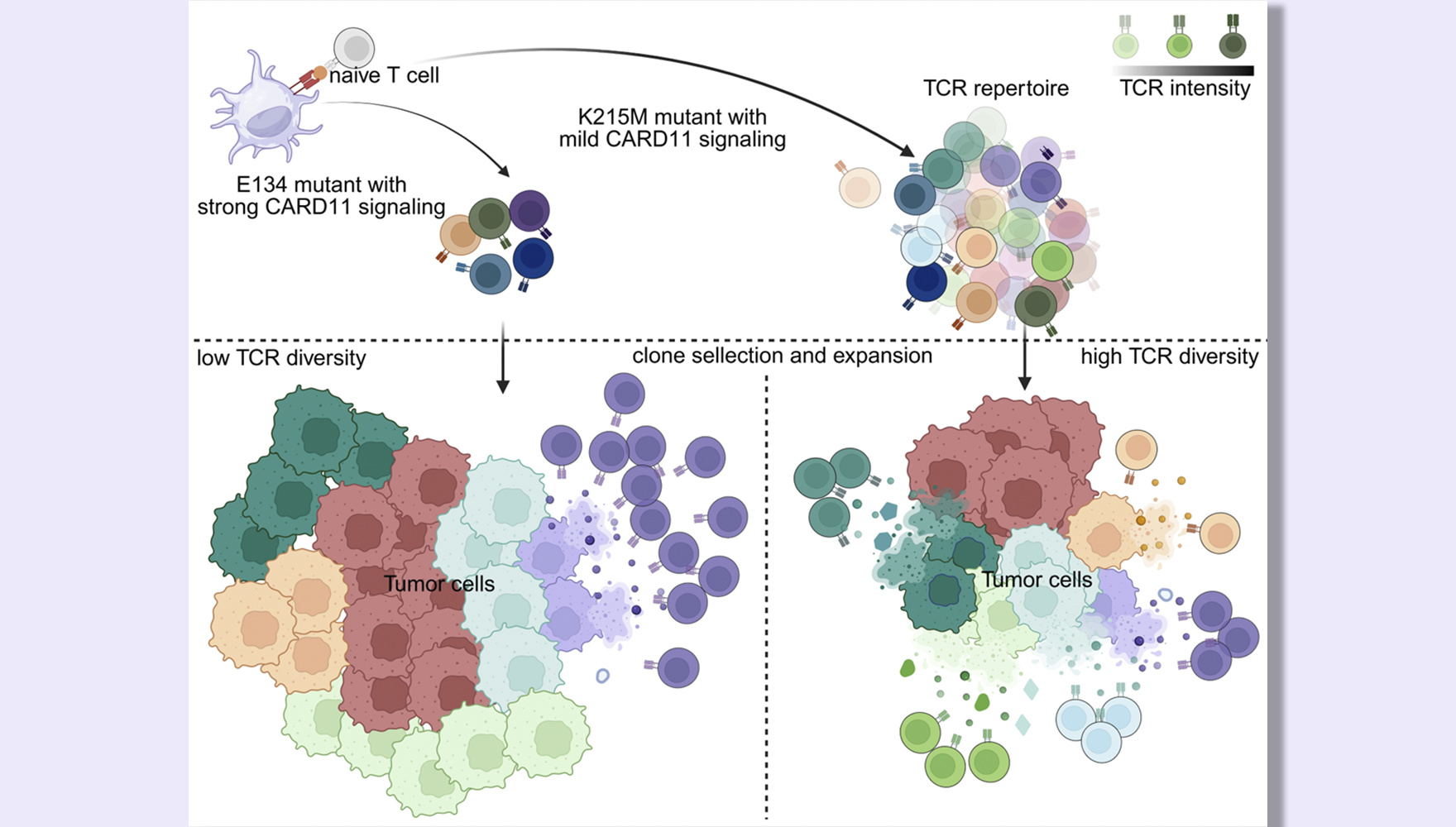 呂偉研究組合作揭示T細胞受體（TCR）信號通路強度與腫瘤中T細胞耗竭性分化關系