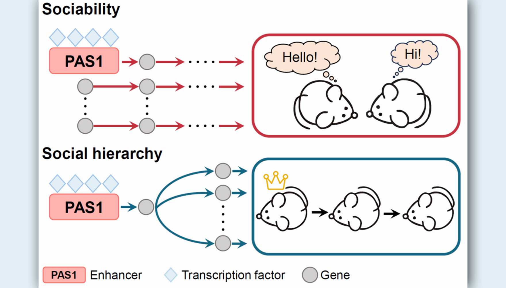 李海鵬研究組揭示社交能力與社會分化的形成在遺傳上是解耦合的