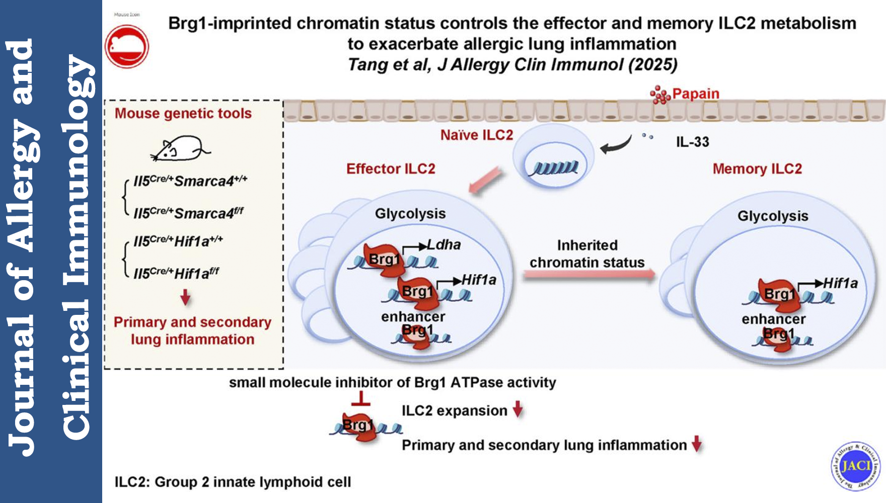 營養與健康所邱菊與秦駿研究組合作揭示染色質重塑因子Brg1加劇過敏性肺部炎癥的分子機制